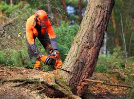 Best Root Management and Removal  in Camp Barrett, VA