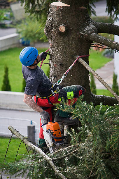 Best Lawn Renovation and Restoration  in Camp Barrett, VA